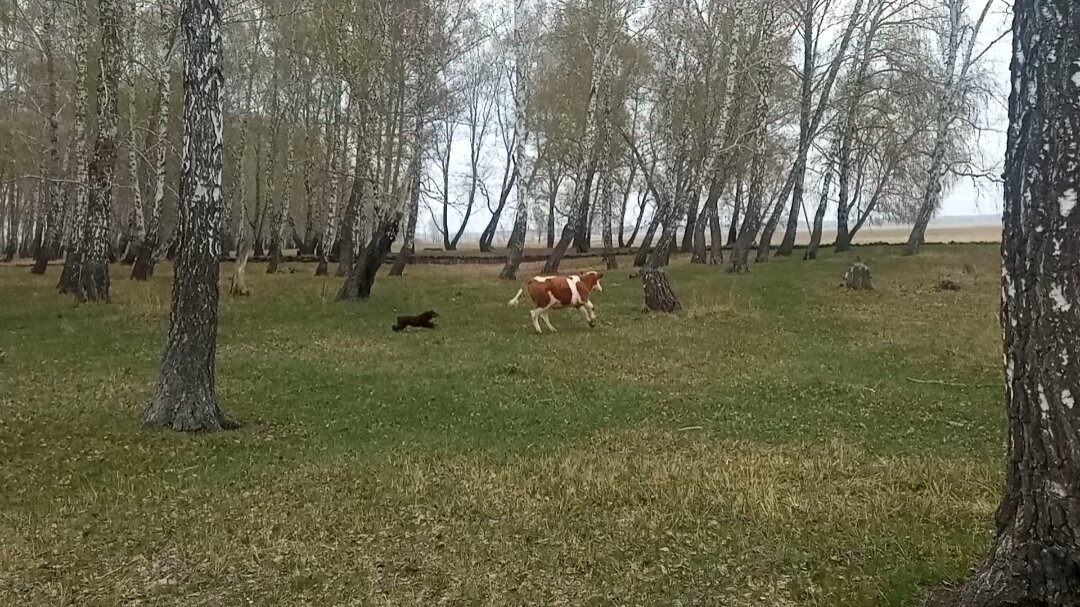 Во,скромница как полетела! А Ириска и рада!