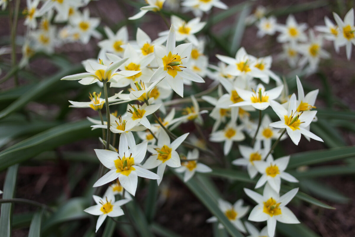 Ботанический тюльпан туркестанский.