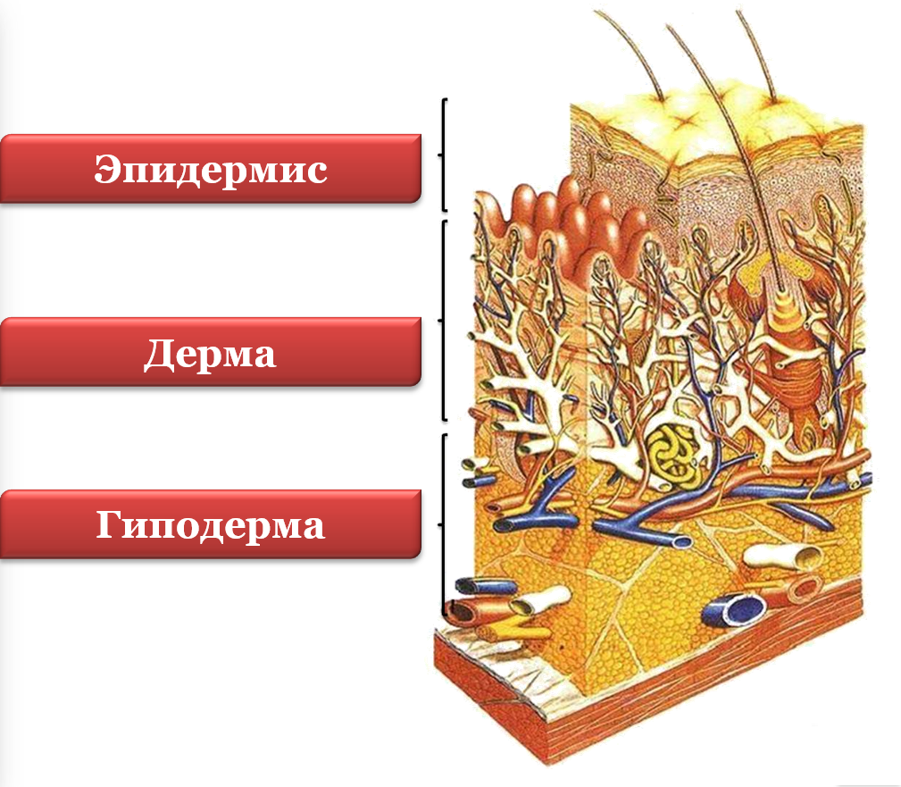 3 гиподерма. Кожа эпидермис дерма гиподерма. Кожа состоит из эпидермиса, дермы и гиподермы. Строение дермы и гиподермы.