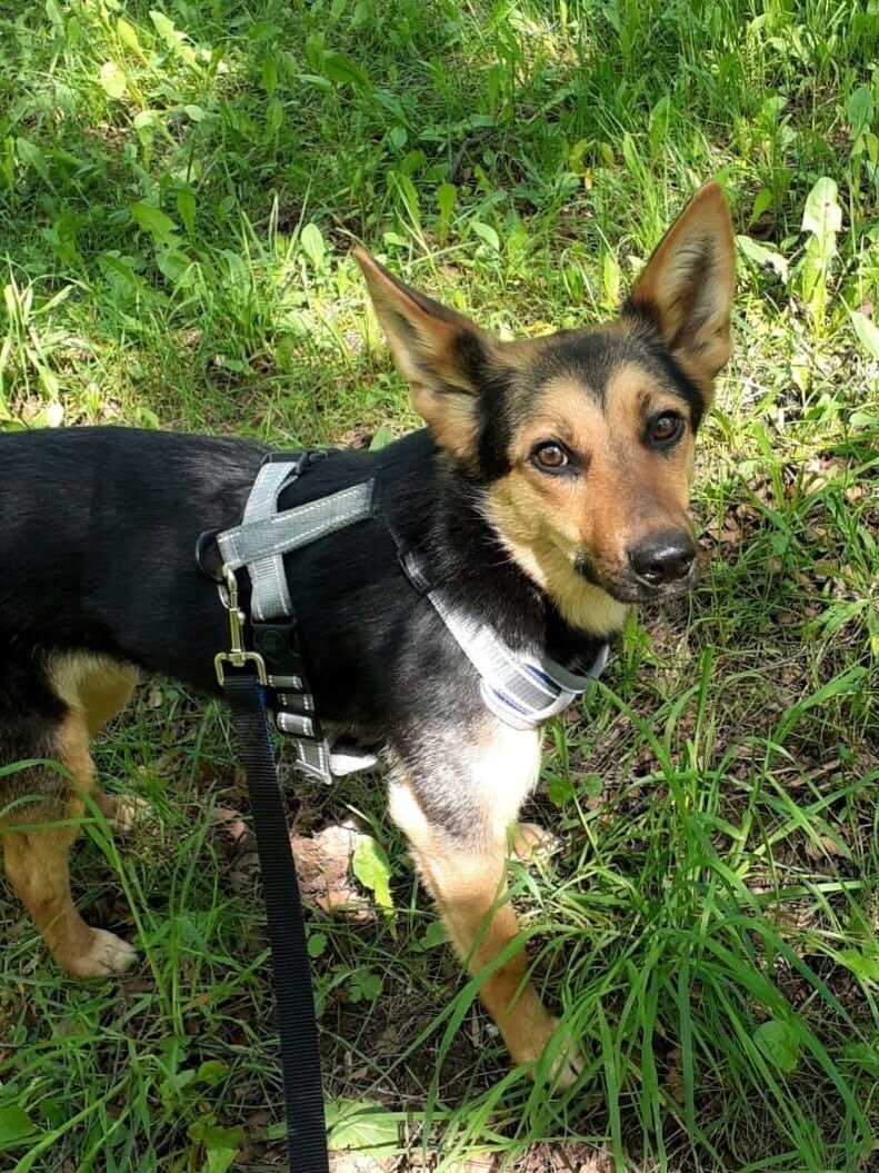 Домашняя крошка Арья