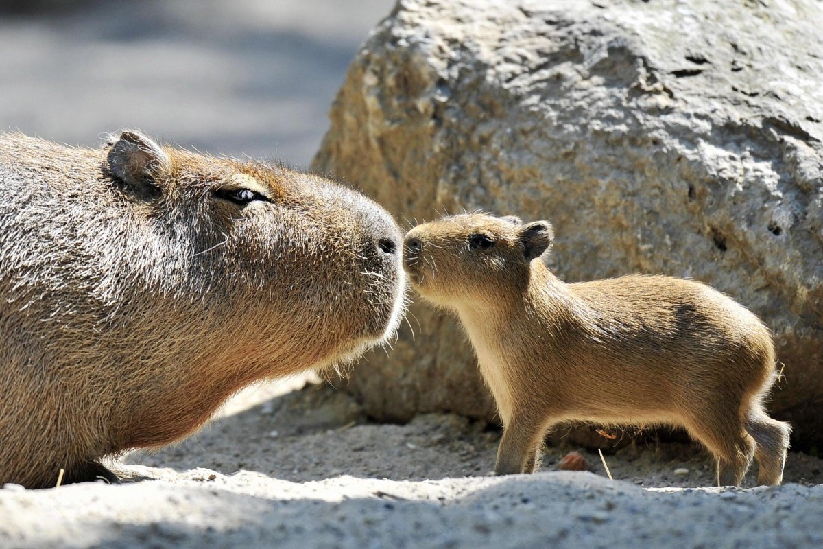 A ORIGEM DO TERMO CAPIVARA  Капибара, Котята, Забавные зверюшки