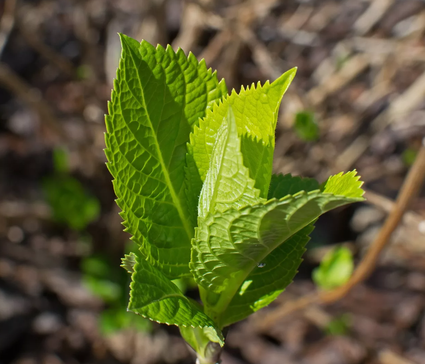 File:Hydrangea arborescens.jpg - Wikipedia