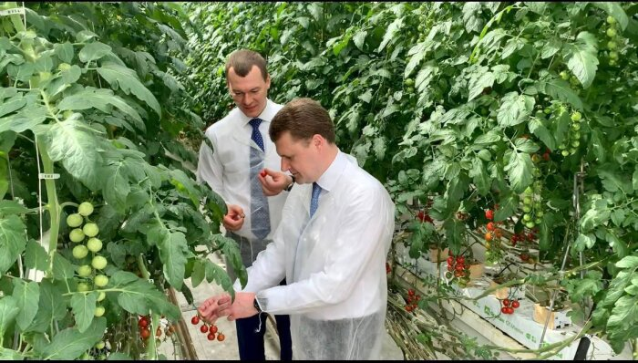 Фото: телеграм-канал Алексея Чекункова. Министр и губернатор оценили успехи тепличного комплекса