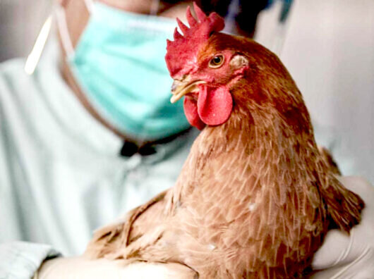    // фото: kubnews.ru