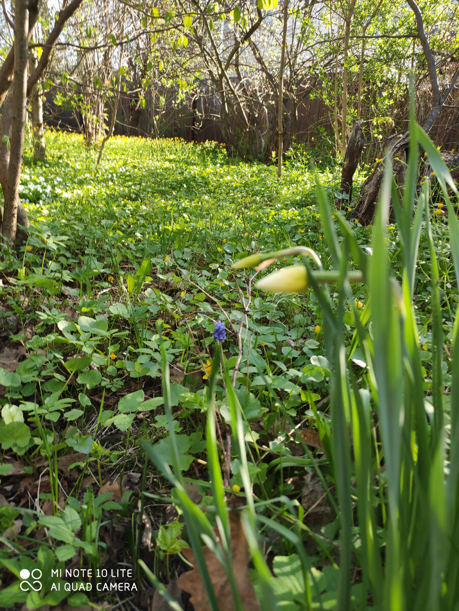 Бутончики оттуда