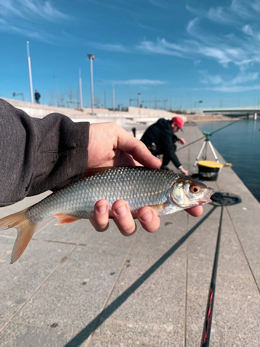 Фото: Рыбалка в СПб (vk.cc/cnUdme)