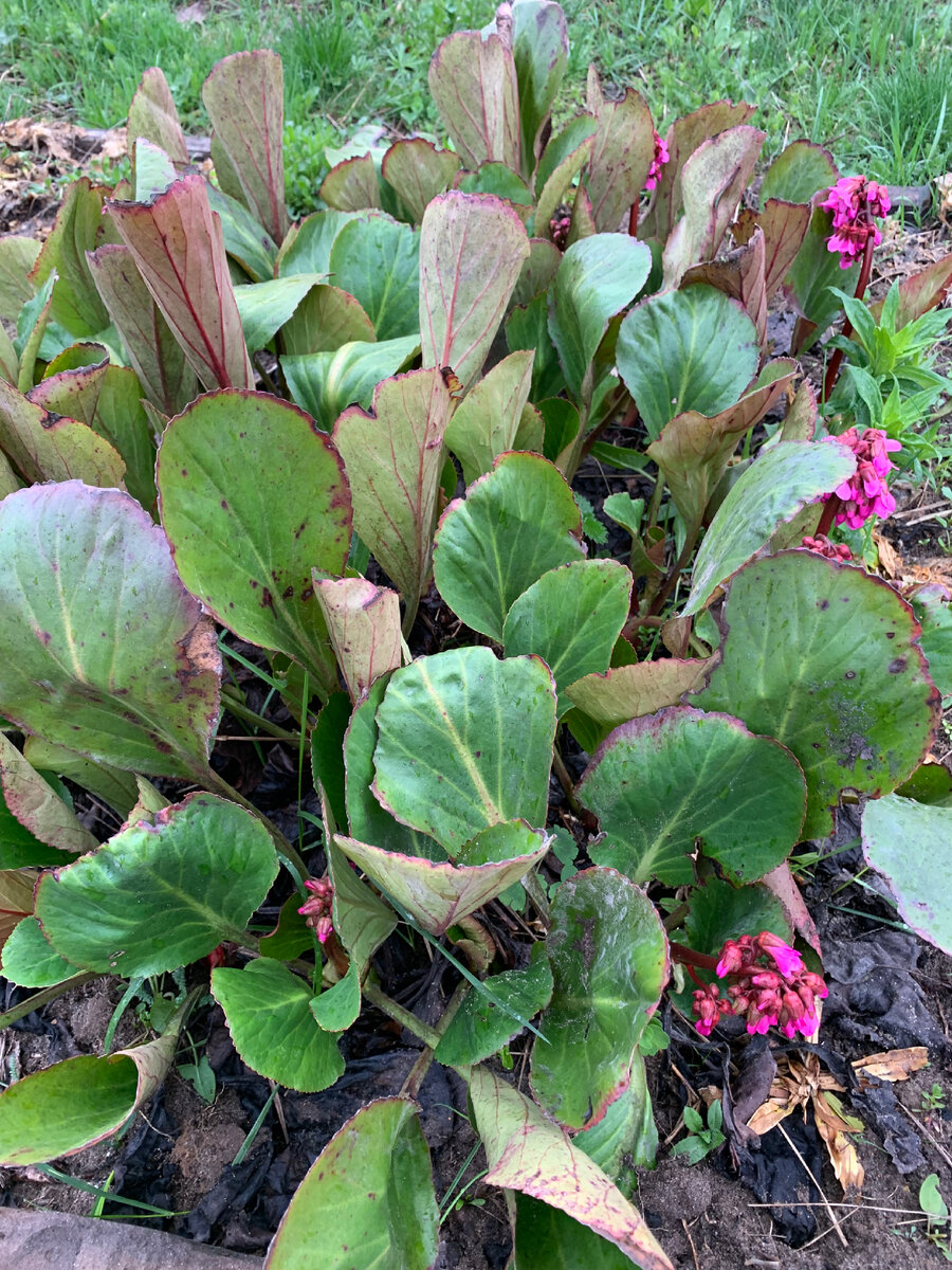 Бадан зацветает.