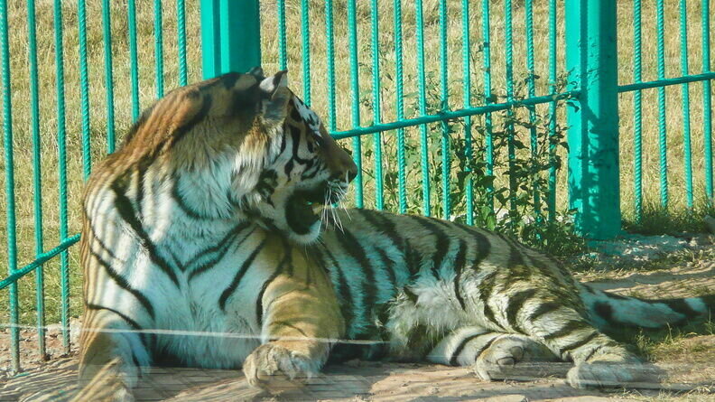     В Ростове-на-Дону появились новые подробности дела об убийстве ребенка, тигру в зоопарке обрезали когти и могут начать эвакуировать машины в зоне проведения парада Победы, все самое интересное в материале RostovGazeta.