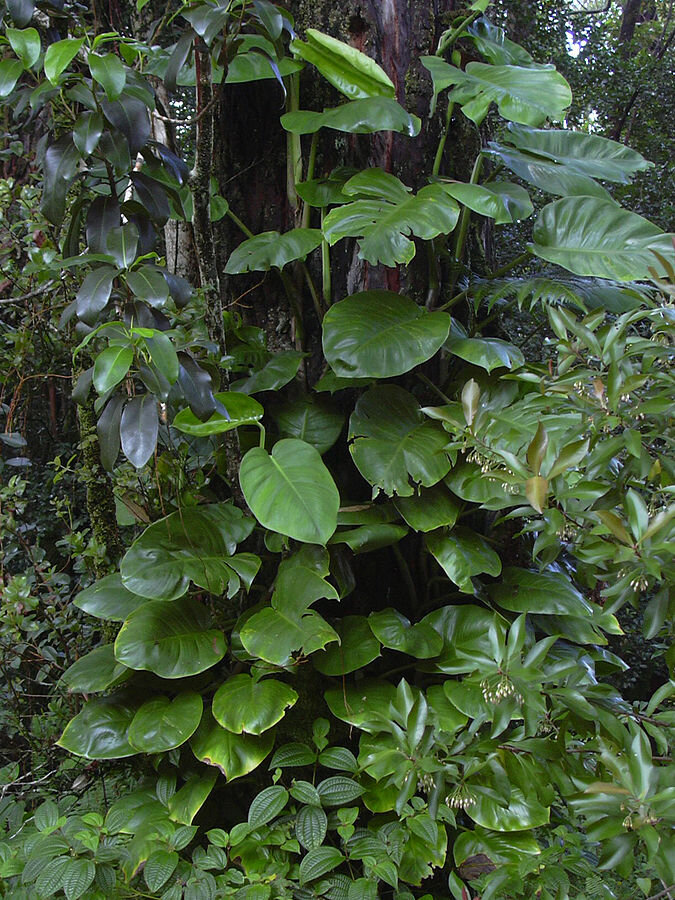 Epipremnum pinnatum, натурализовавшийся на Гавайях. Остров Мауи. 
Plants of Hawaii, Источник http://www.hear.org/starr/plants/images/image/?q=040713-0103.
Автор Forest & Kim Starr