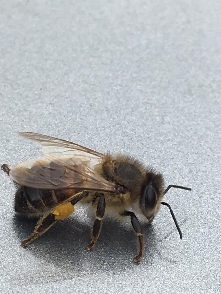 Жужжащий летающий "медведик"