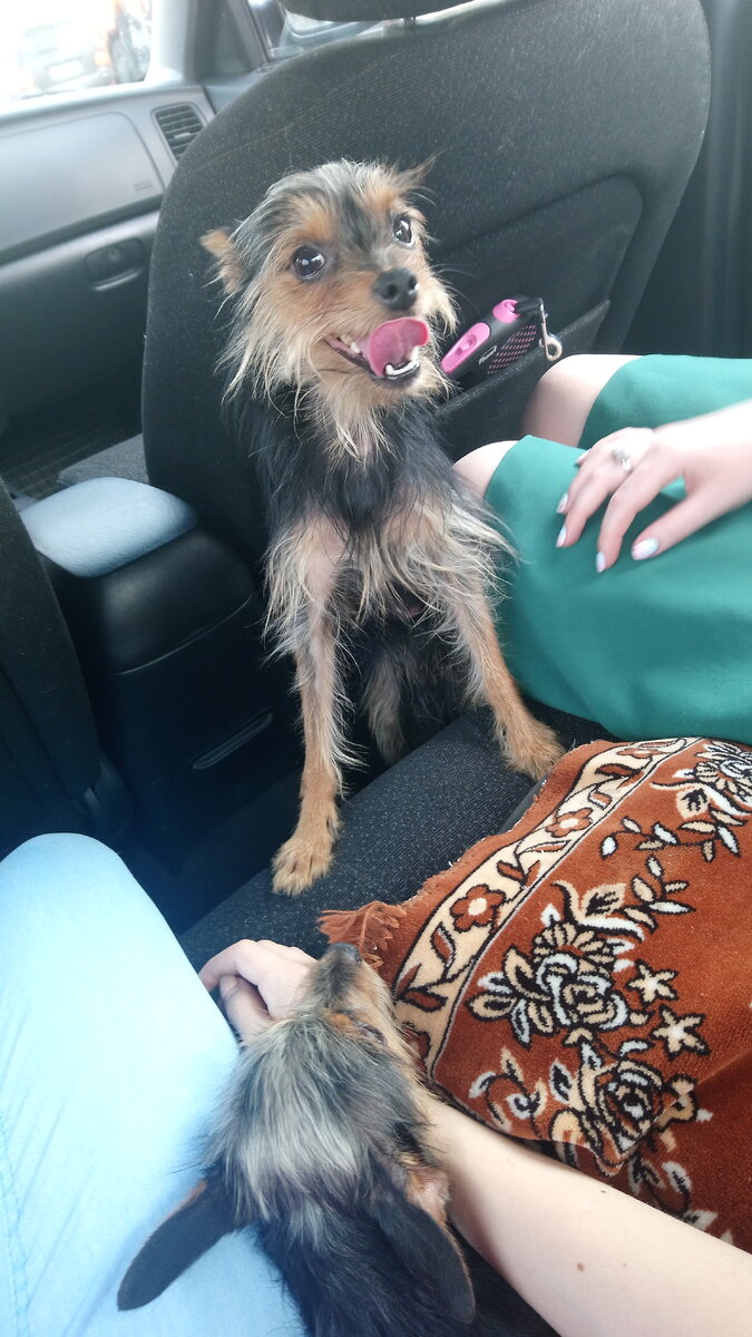 Скакал по всей машине, залезал под сиденья, на руки не давался