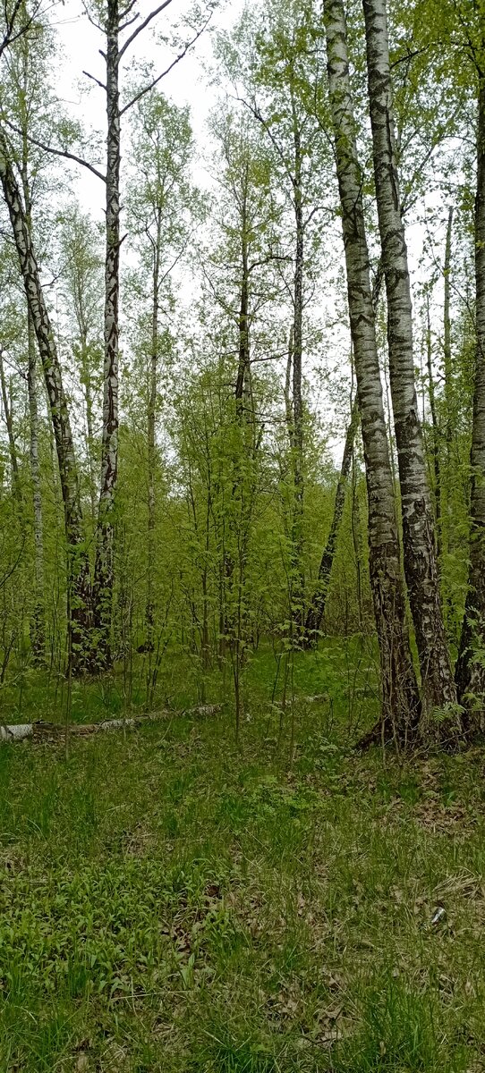 Весна. Май. Подмосковный лес. Прогулка моя. Фото моё.