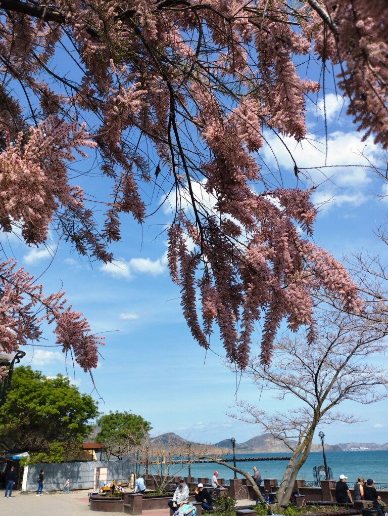Тамарикс у Дома-музея Волошина. Фото автора канала