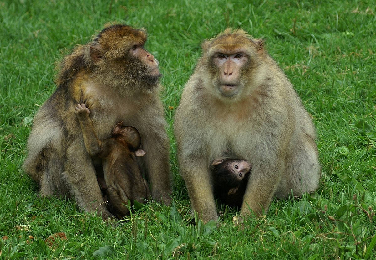 Магот. Macaca Sylvanus. Макака берберская. Макаки спариваются. Шестиухая макака.