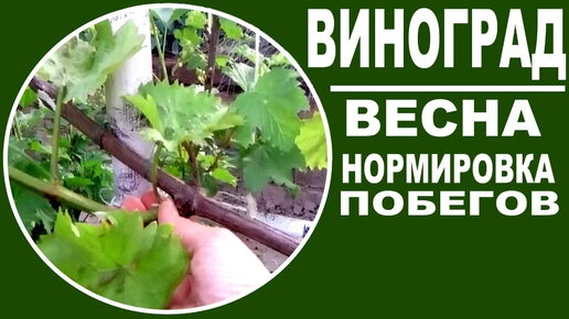 Виноград весной . Как нормировать виноград побегами