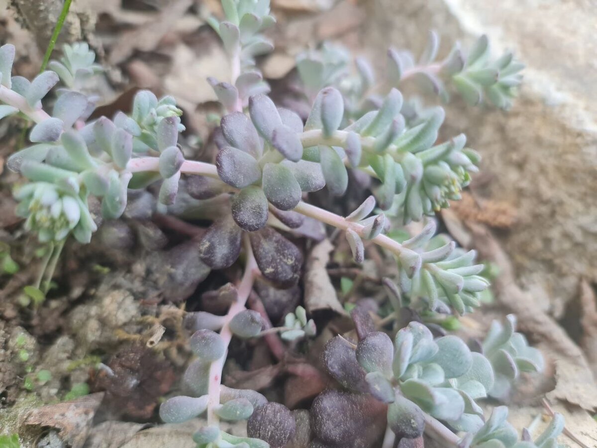 Очиток лопатчатолистный Purpureum 