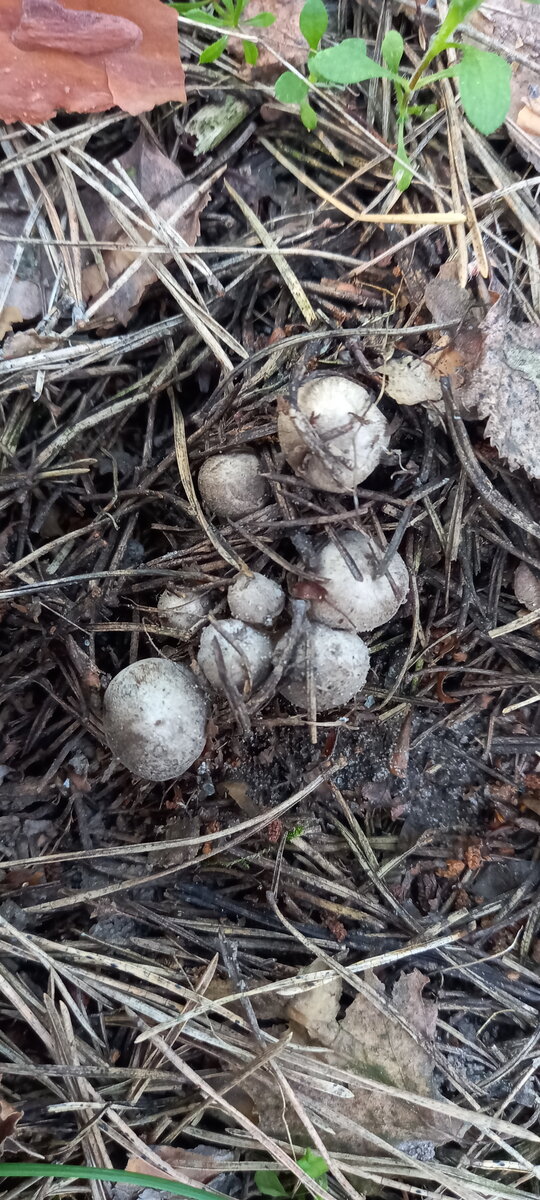Только только проклёвываются рядовки землистые - мышата.