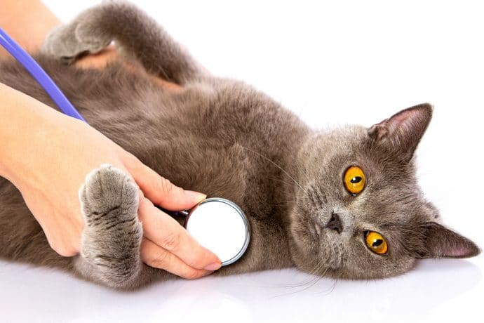 Британская короткошерстная