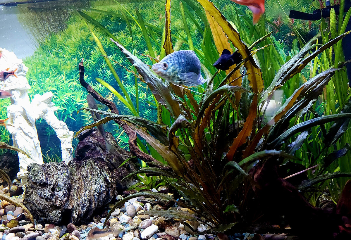 Рост аквариум. Ростовский аквариум. Аквариум ростов на дону. Рост аквариум. Рост аквариум.