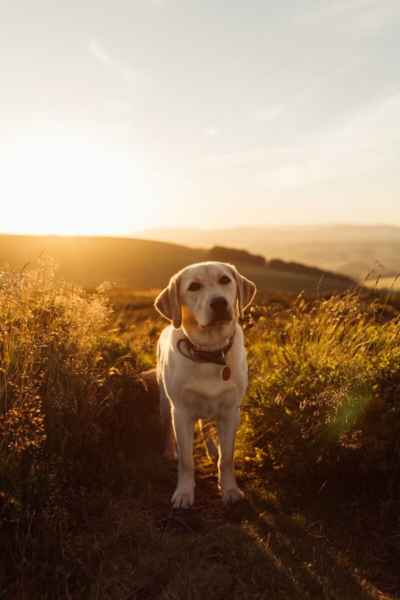 Соблюдая простые правила, гулять с лабрадором сплошное удовольствие