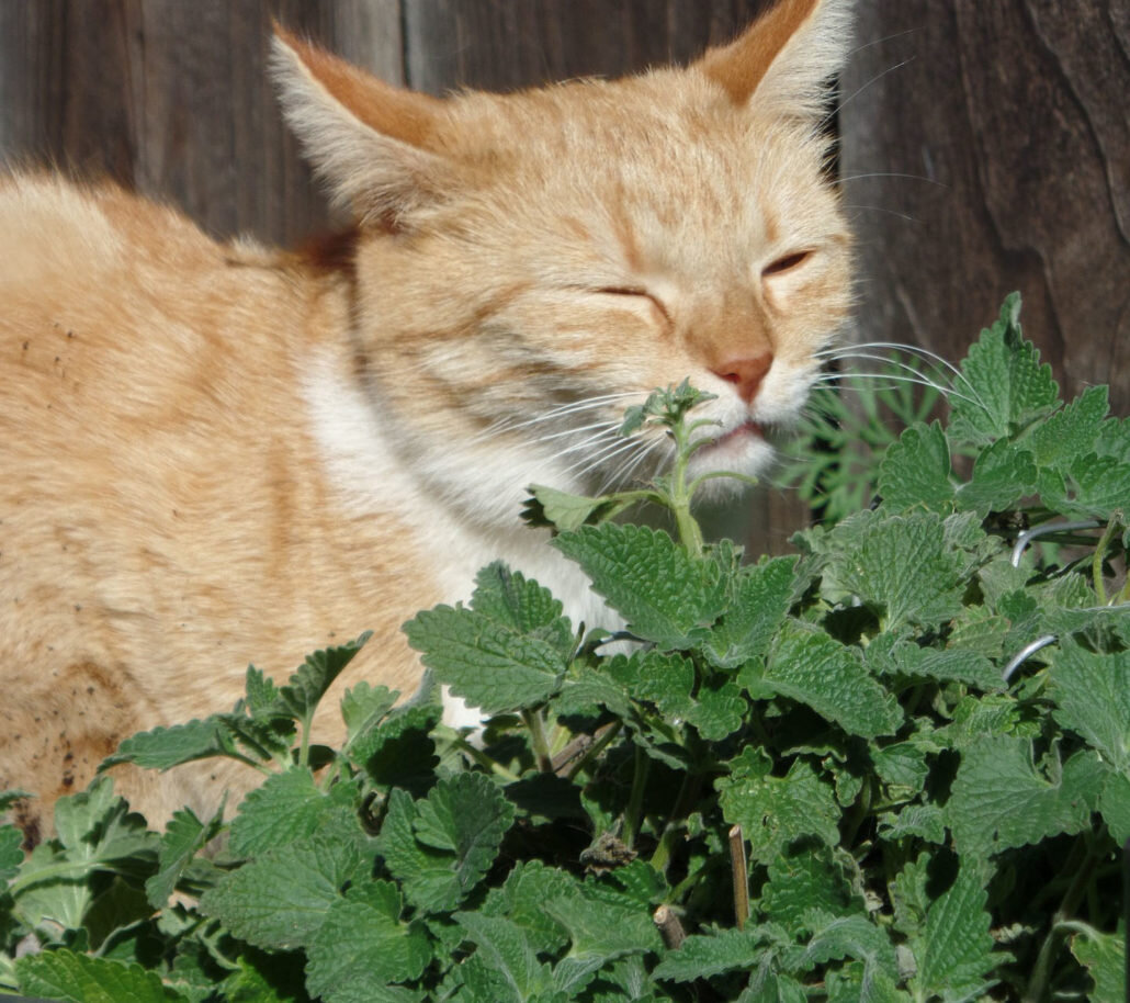 Котовник кошачий. Catnip Nepeta cataria. Кошачья мята.