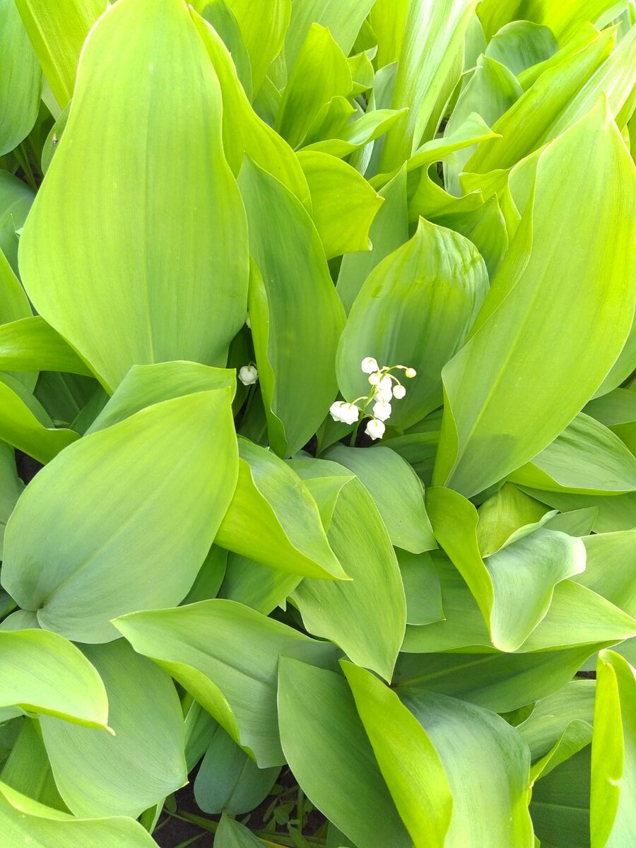 фото личное. начало истории.