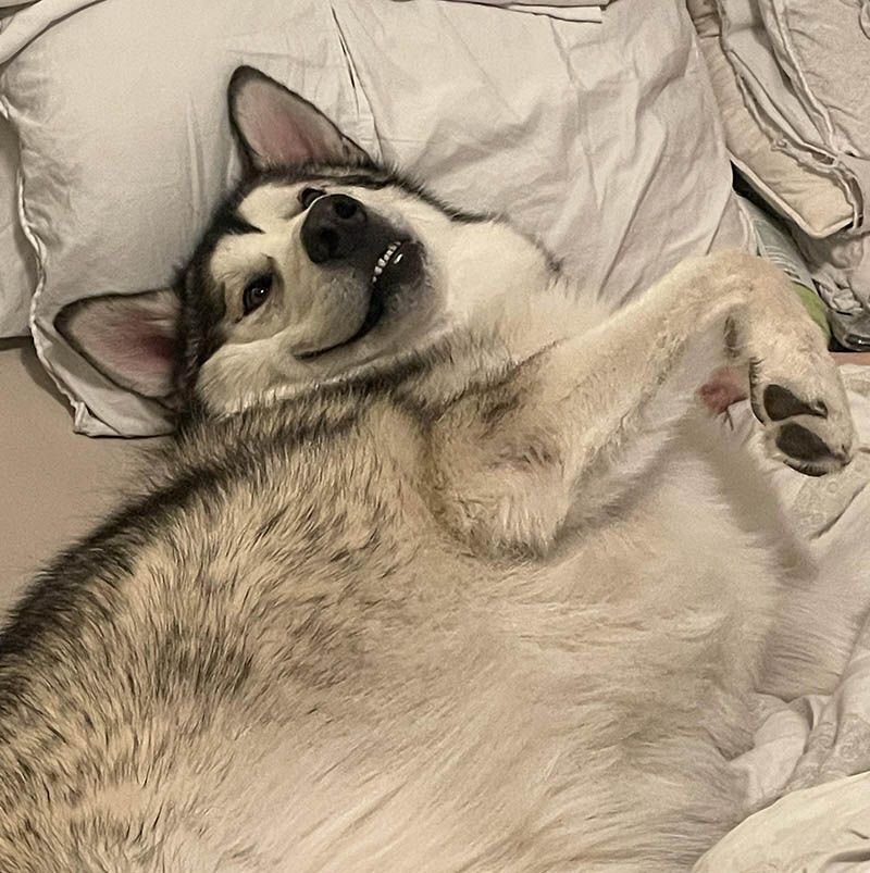 Исследование подтверждает, что хозяева собак больше двигаются