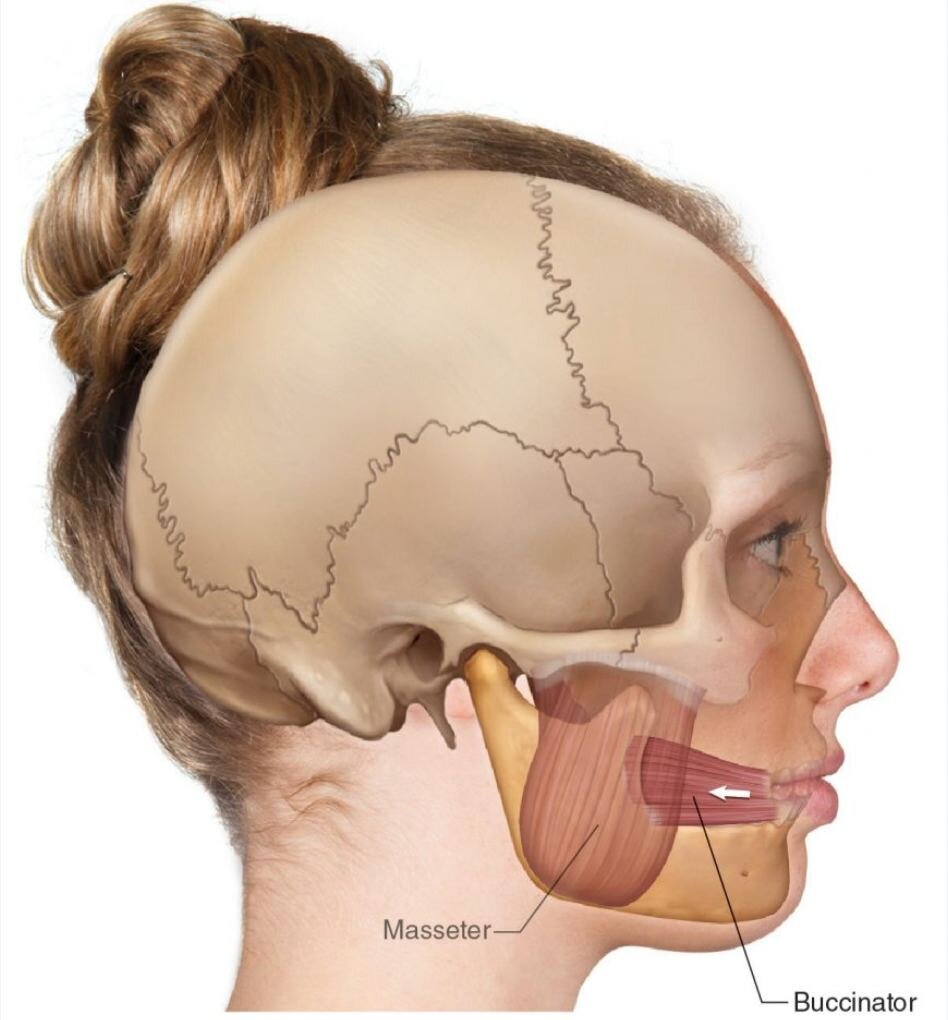 Жевательная (masseter) и щечная (buccinator) мышцы 