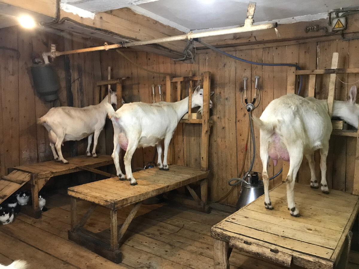 Доильный зал