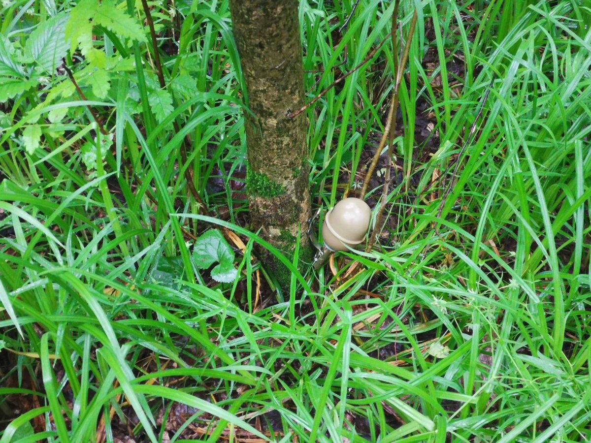 С одной стороны у нас РГД с английской булавкой.