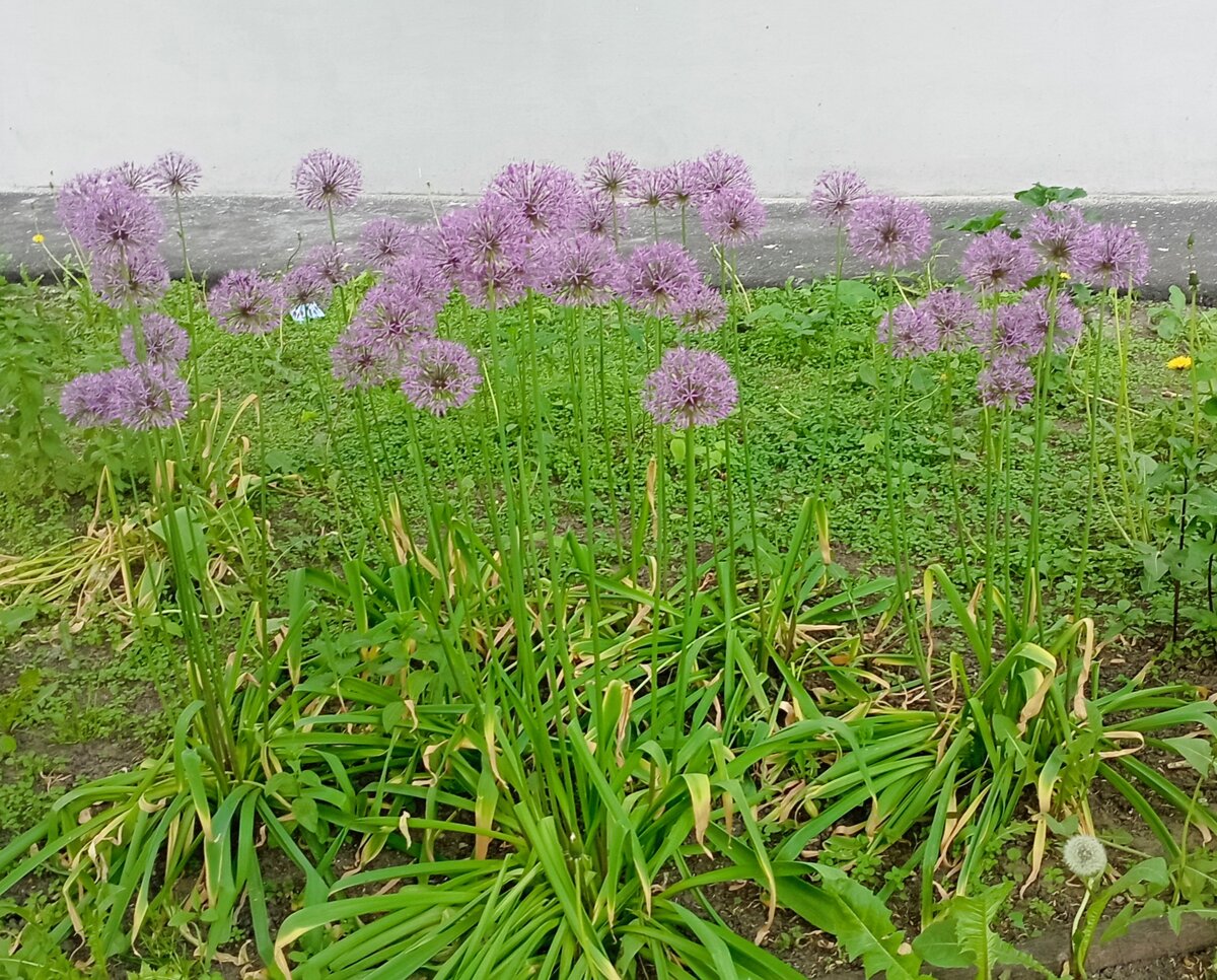 Думаете, это просто цветочки на клумбе в соседнем дворе? Отнюдь! Это лук. Не тот лук, который просто лук, а тот, который многолетнее травянистое растение, относимое к подсемейству Луковые, семейству Амариллисовые, порядку Спаржецветные, подцарству Зелёные растения, царству Растения, домену Эукариоты. Не правда ли, теперь этот лук выглядит на фото ещё прекраснее?))) Фото автора.