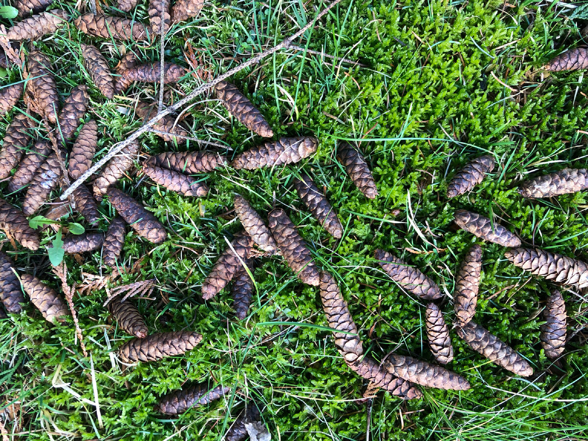 Это не лесное фото , это газон под елью