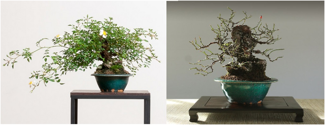 Плетистая роза (Rosa banksiae alba). Высота 8", ширина 10". Источник: https://bonsaimirai.com/species/rose-bonsai
