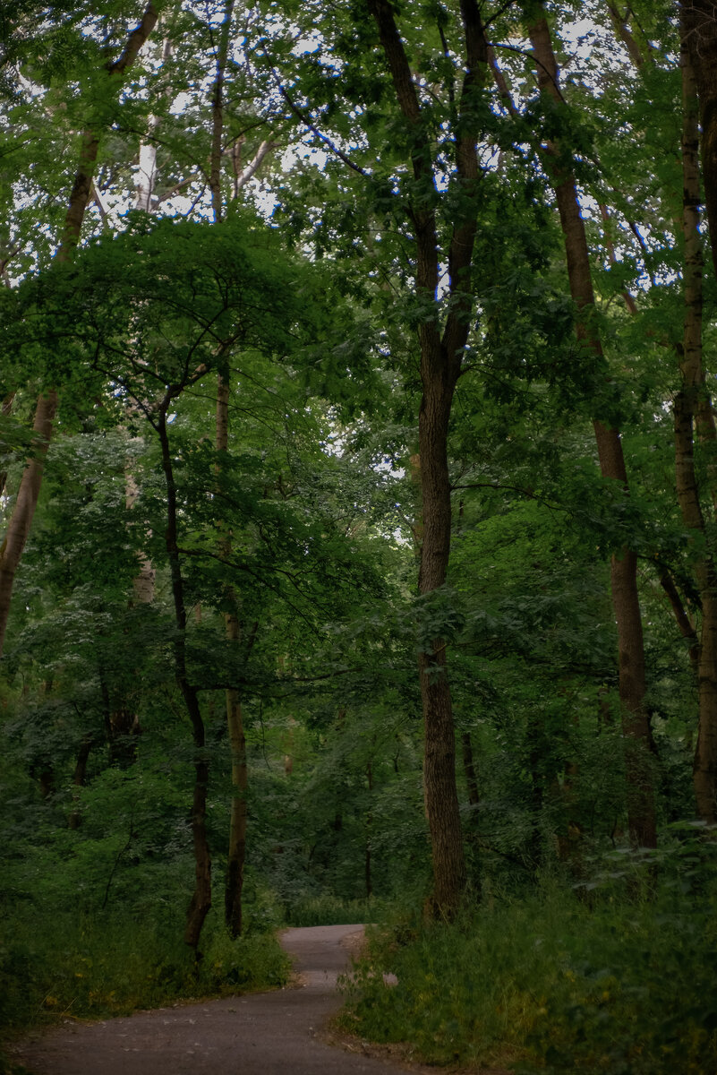 Серия "Лес перед грозой", Татьяна Детистова-Багрий