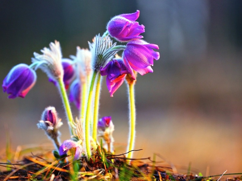 Бутоны первоцвета - прострела раскрытого