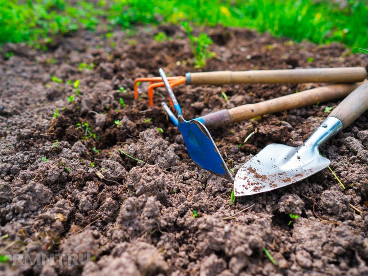   Фото botanichka.ru