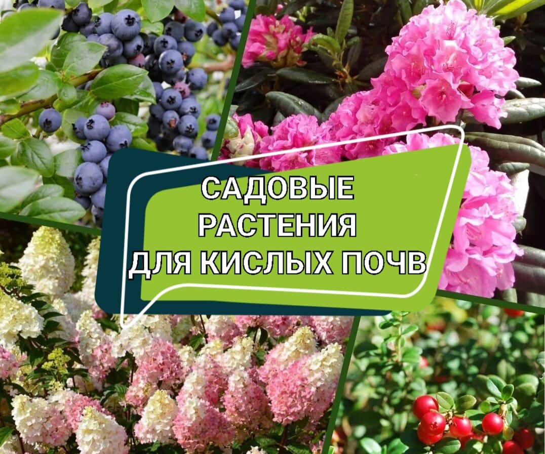 Росток питомник интернет в челябинске каталог. Садовые растения. Питомник растений. Подкормка гортензии.