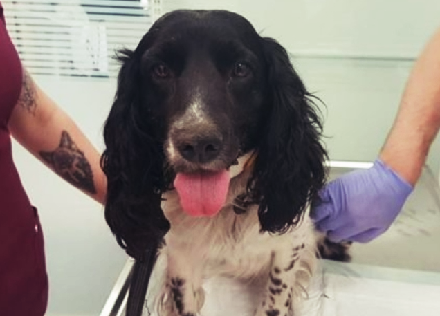 Смирная собачка на приеме ветеринара