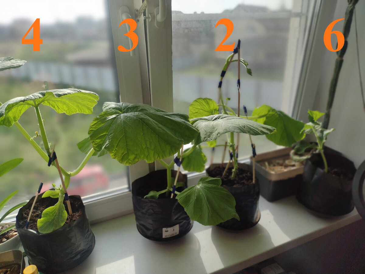 Фото растений 22 мая 2023