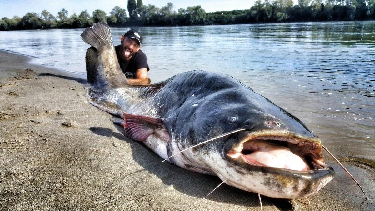 большой сом. сколько вырастает сом. большой сом. сом людоед в ростове на дону. самый большой пойманный сом.