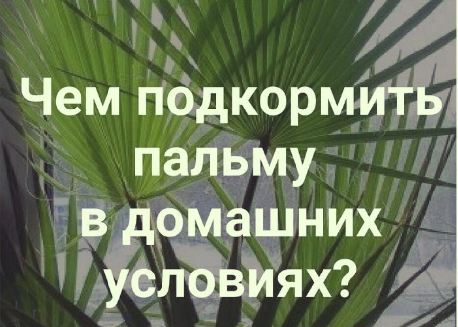 Нет отзывов к товару Клещевина Бронзовая пальма