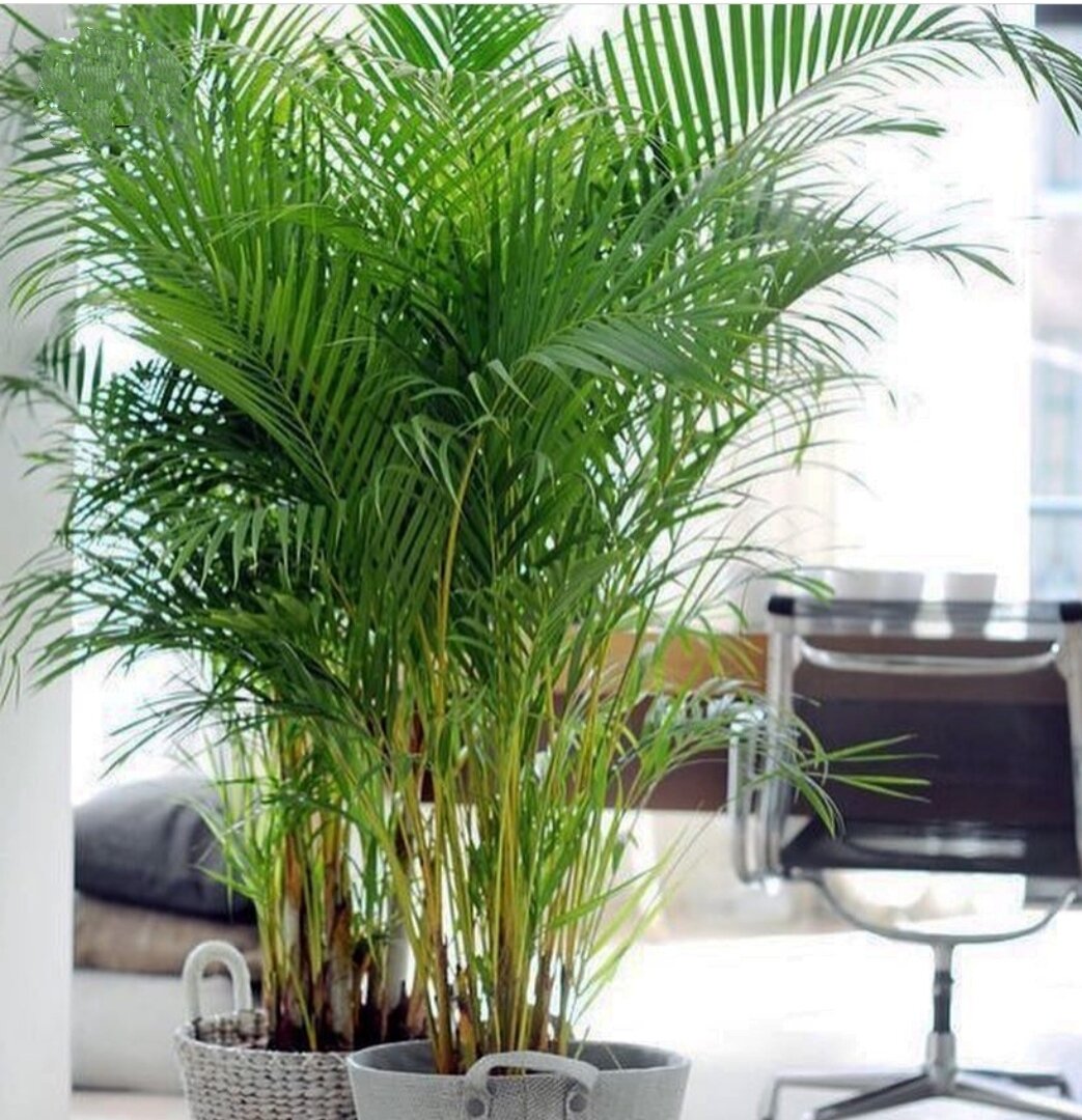 Areca Dypsis