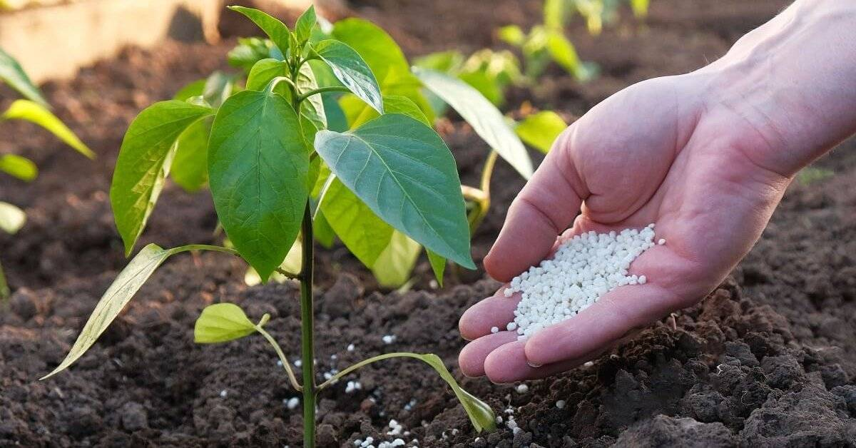 Можно ли поливать перец. Удобрение для рассады. Рассада болгарского перца. Рыхление рассады перца. Удобрения для перца.