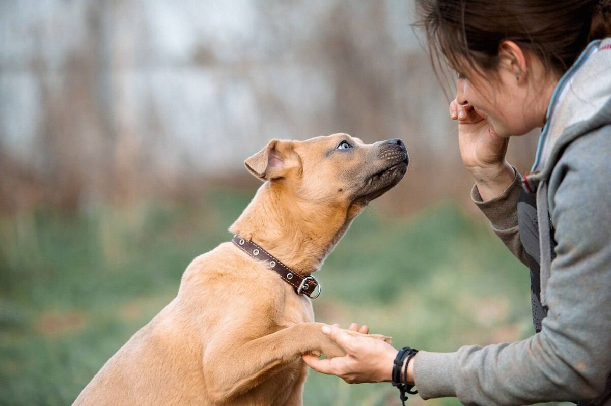 Пес очень любит проводить время с людьми