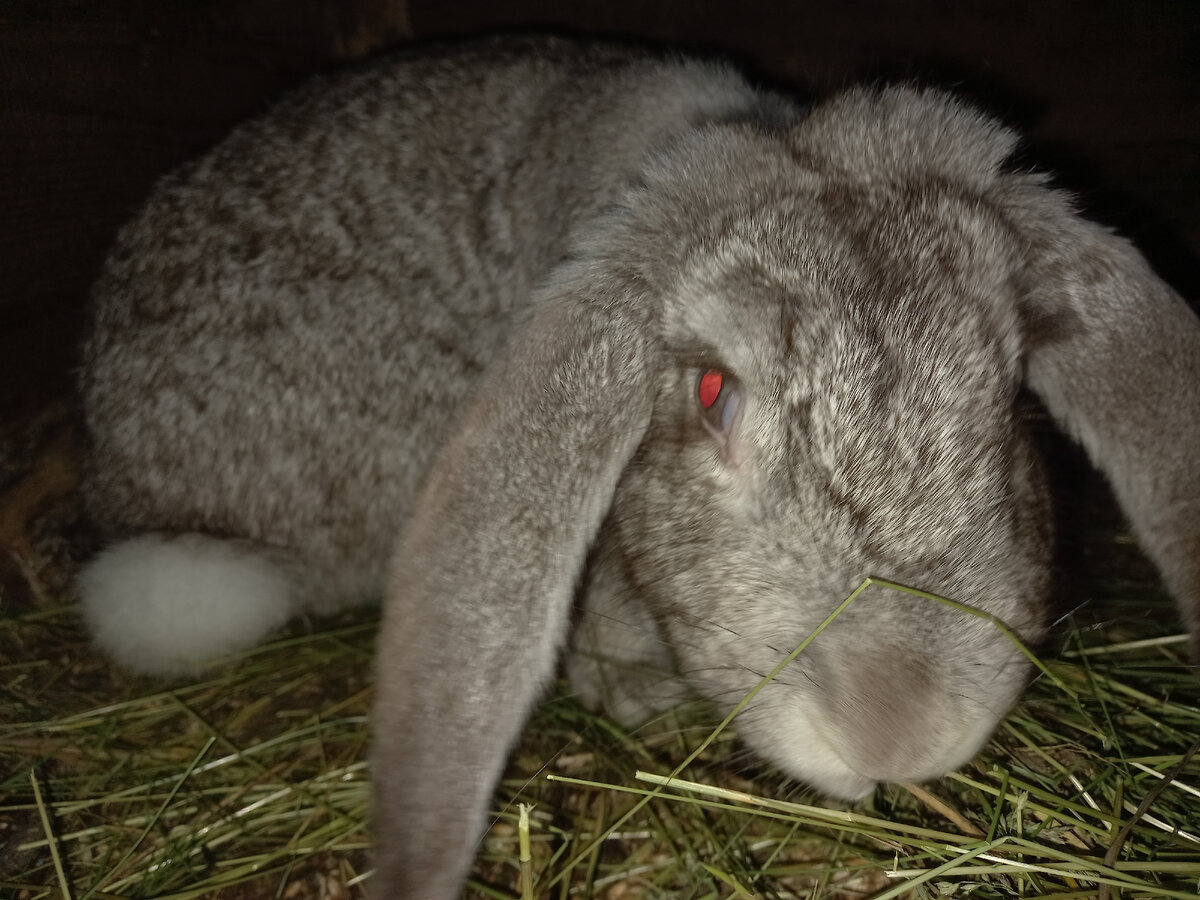 Крольчиха, с которой все и приключилось...