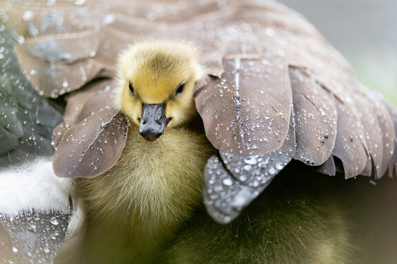   ФОТО: Жоффрей Рейно