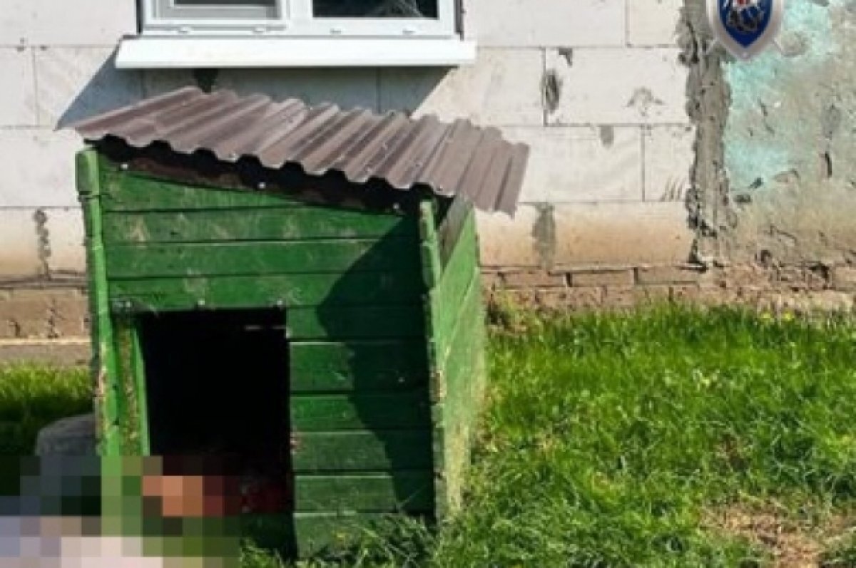    СК проводит проверку по нападению собаки на женщину в Богородске