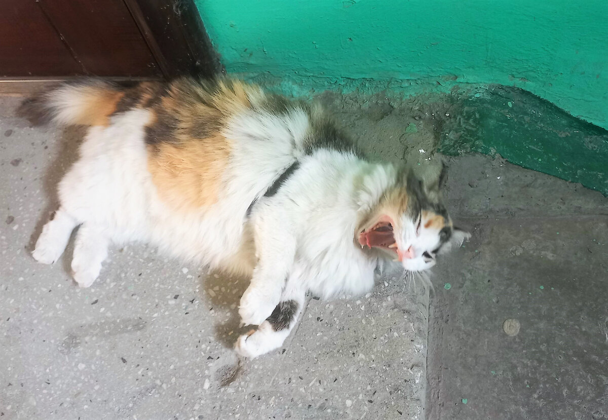 На самом деле подательница заявления не в оммороке, а показательно зевает)