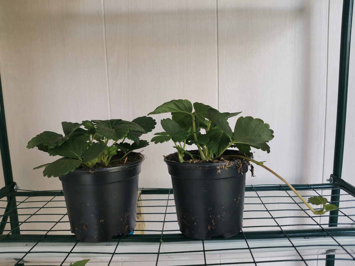 Клубника "Белтран". Усиков было много. С момента высадки в грунт изменилось лишь количество зеленых листиков.