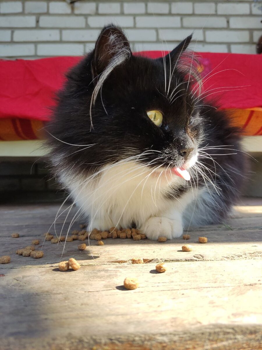 Перевернул корм и ем, как хочу!